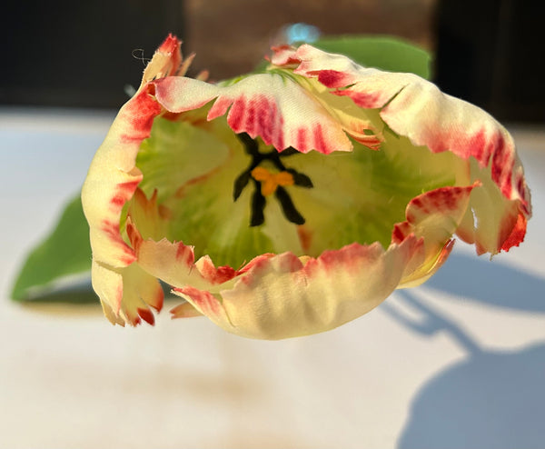 Papegaai tulp