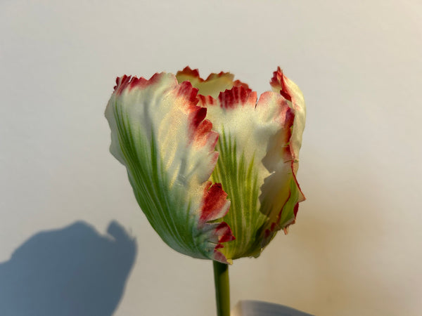 Papegaai tulp