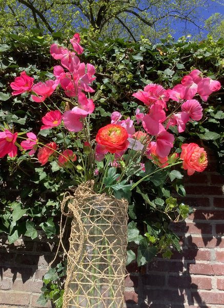Lathyrus tak roze