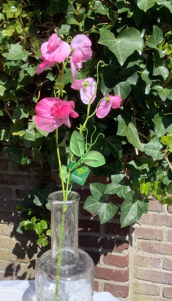 Lathyrus tak roze