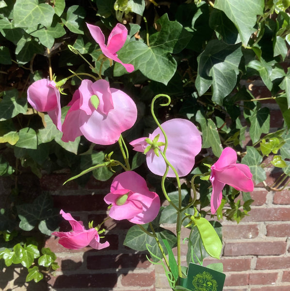 Lathyrus tak roze