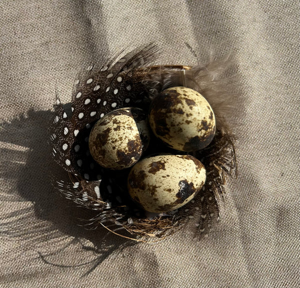 Vogel nestje
