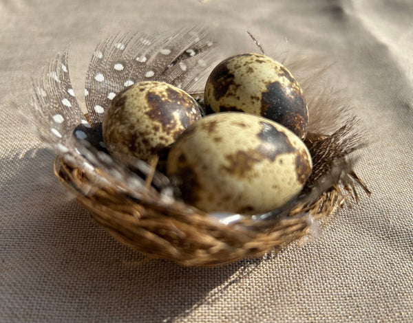 Vogel nestje