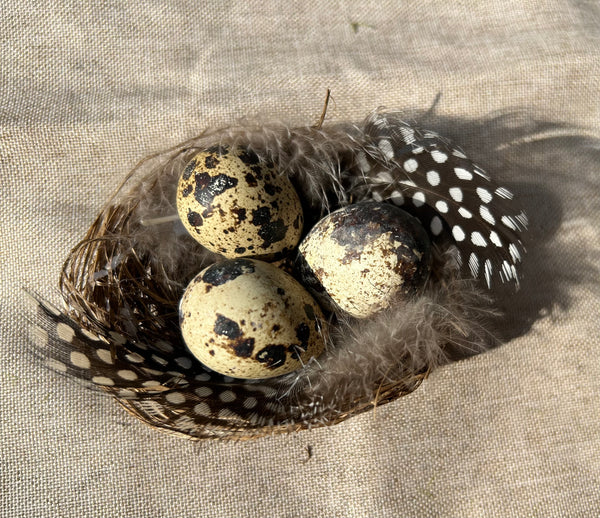 Vogel nestje