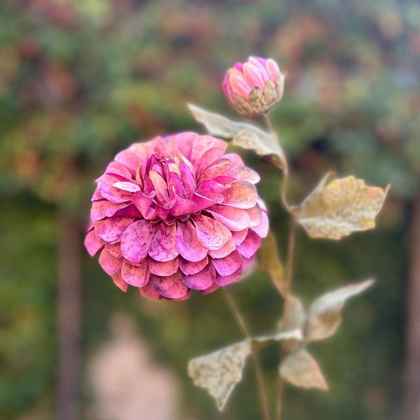 Dahlia Burgundy