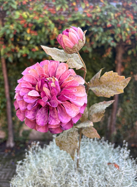 Dahlia Burgundy