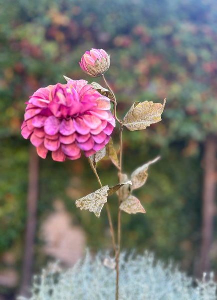 Dahlia Burgundy