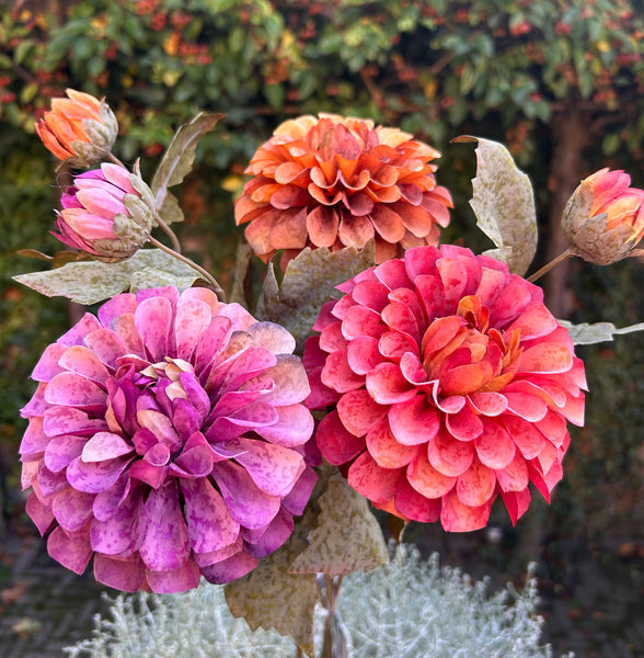 Dahlia Burgundy