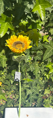 Zonnebloem