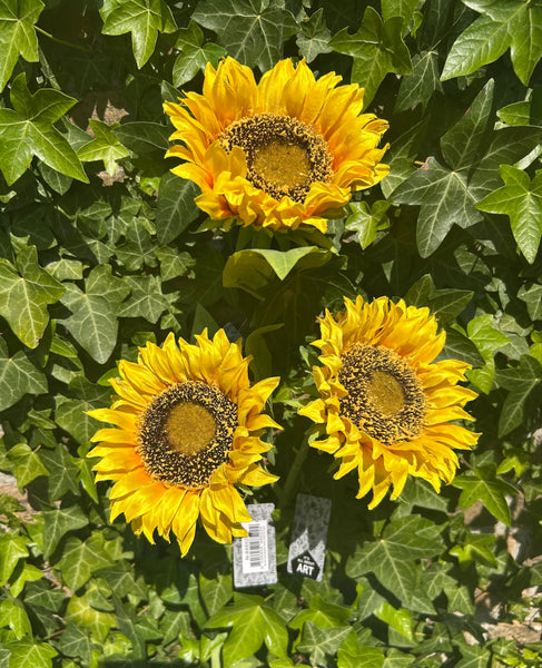 Zonnebloem