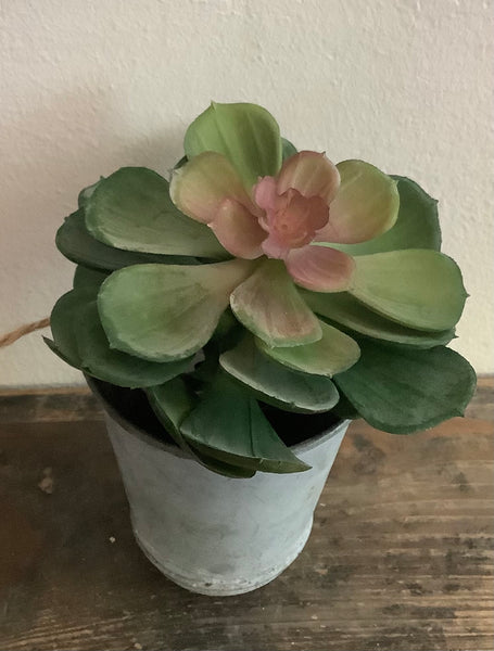 Echeveria