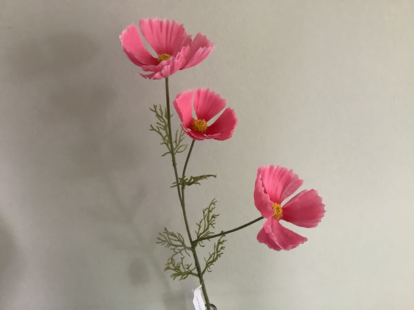Cosmea Roze