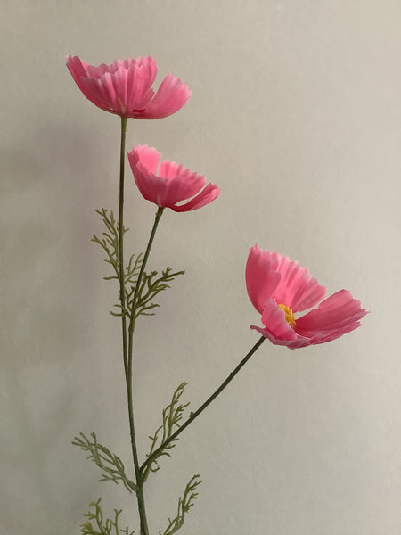 Cosmea Roze