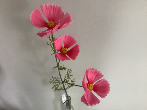 Cosmea Roze