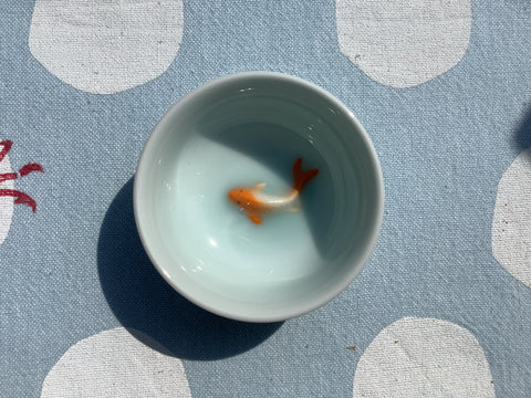 Schaaltje Lichtblauw Karper oranje/wit