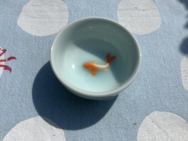 Schaaltje Lichtblauw Karper oranje/wit