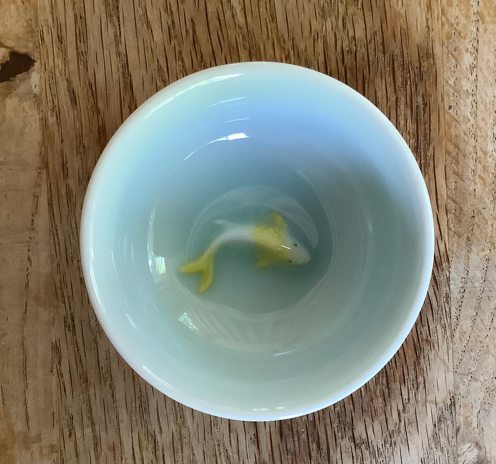 Schaaltje lichtblauw Karper geel/wit
