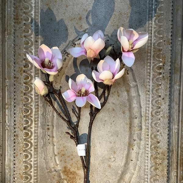 Magnolia tak