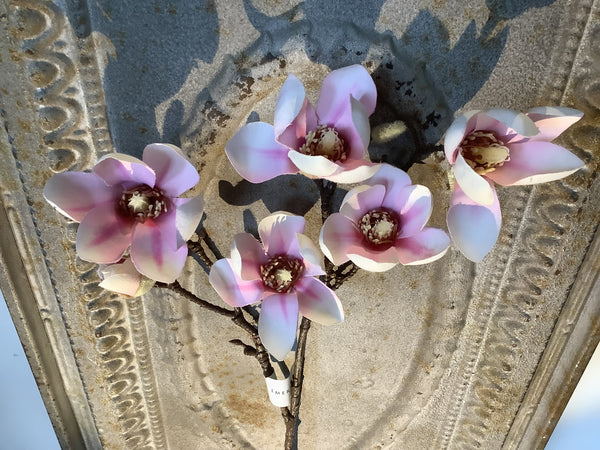 Magnolia tak