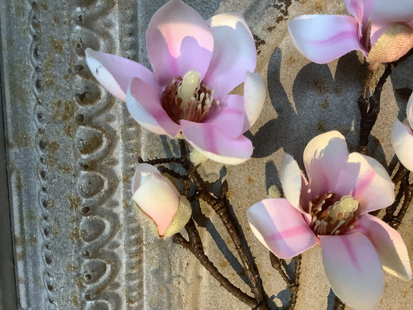 Magnolia tak