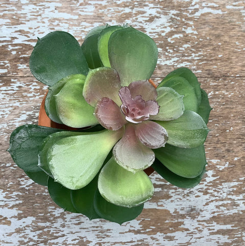 Echeveria