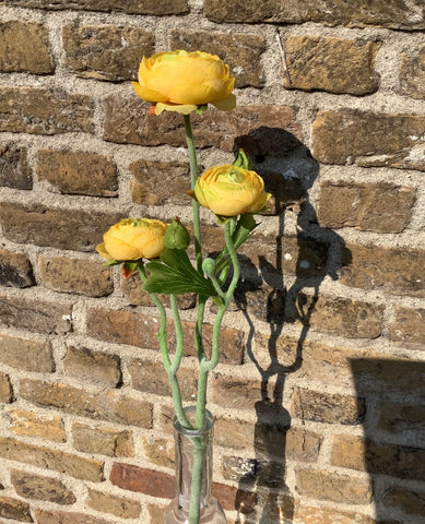 Ranonkel 3 bloemen