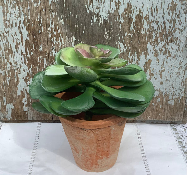 Echeveria in potje